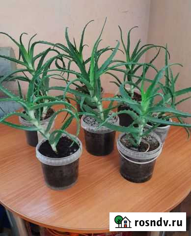 Растение алоэ Хабаровск - изображение 1