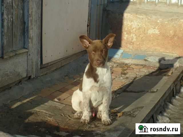 Щенок Джек ищет хозяина Саратов - изображение 1