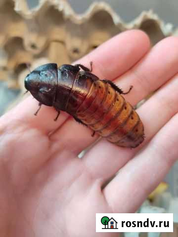 Мадагаскарский таракан (шипящий) Лиски - изображение 1