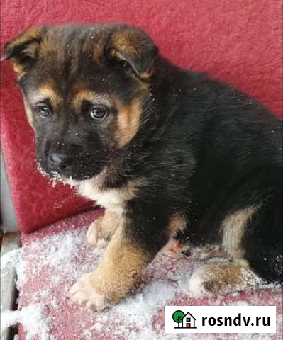 Щенок девочка помесь с чау Белокуриха - изображение 1