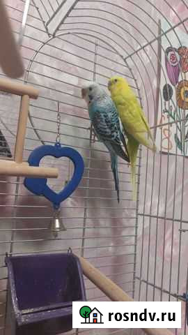Волнистый попугай (пара) с клеткой Подольск - изображение 1