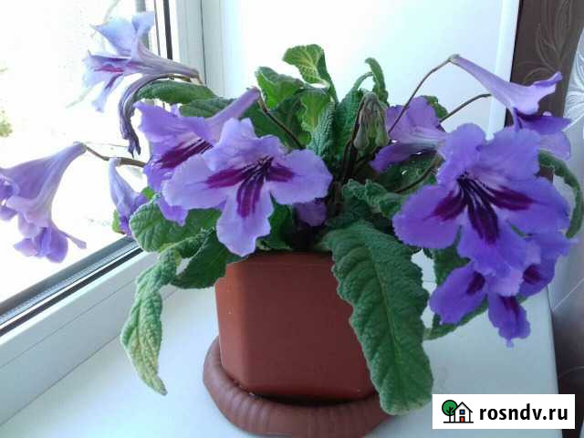 Стрептокарпус,каланхоэ,хавортия, эхеверии,седум Казаки - изображение 1