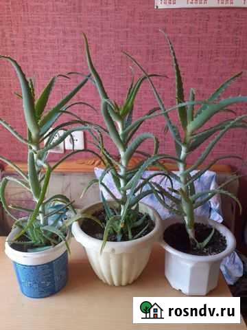 Алоэ Ангарск - изображение 1