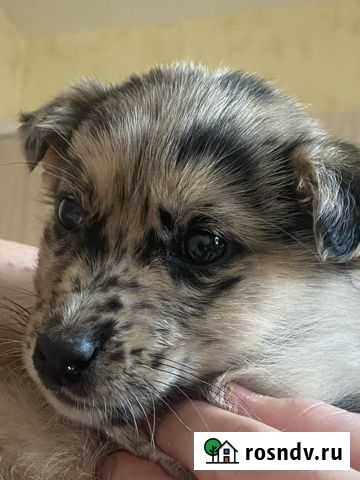 Мраморный щенок, помесь аусси Воронеж - изображение 1