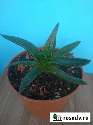 Комнатные растения Югорск - изображение 1