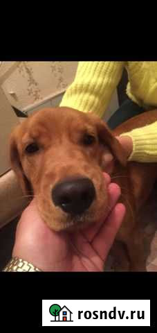 Собака бесплатно в добрые руки Комсомольск-на-Амуре - изображение 1