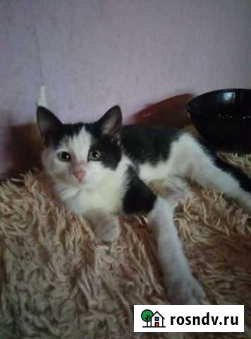 Котенок мальчик Улан-Удэ - изображение 1