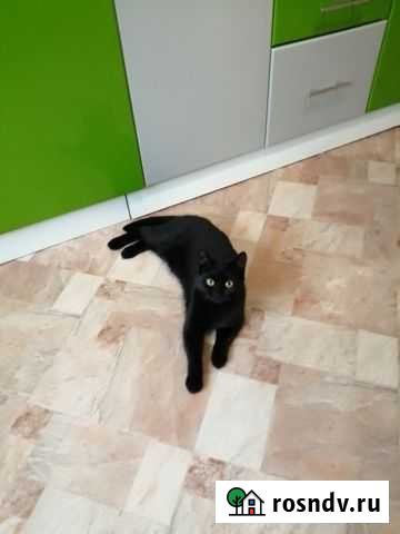 Кошка в добрые руки Барнаул - изображение 1