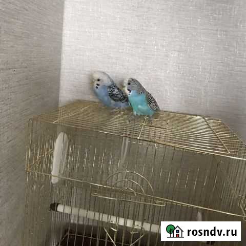 Волнистый попугай Благовещенск - изображение 1
