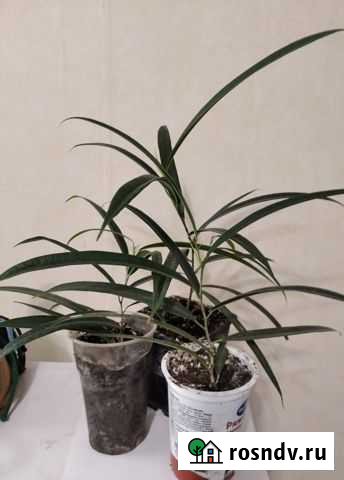 Фикус Али Пенза - изображение 1