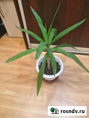 Юкка Сургут - изображение 1