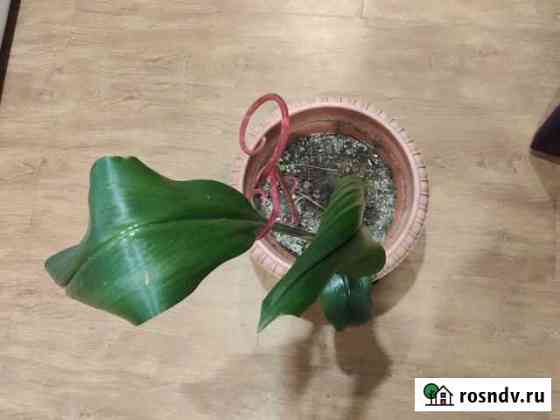 Эухарис амазонская лилия Благовещенск