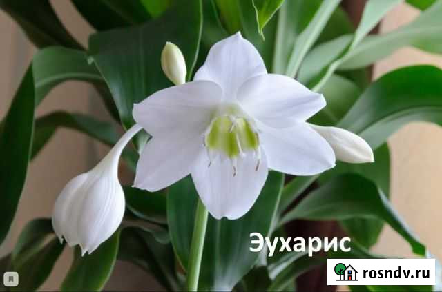 Сортовые комнатные растения Капустин Яр - изображение 1