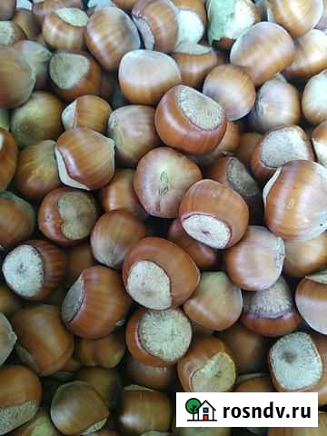 Орех фундук Трапезунд Бахчисарай - изображение 1