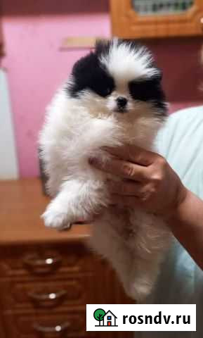 Собаки щенки шпица Речицы - изображение 1