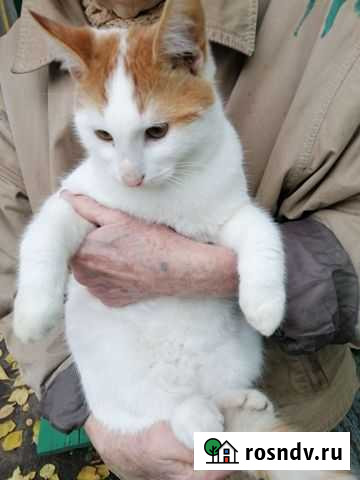 Коты Новочеркасск - изображение 1