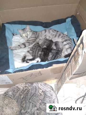 Вислоухие Котятки Челябинск - изображение 1