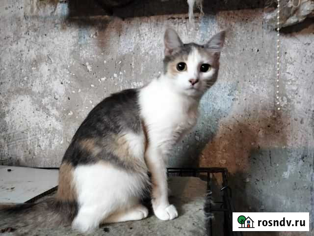 Стерилизованная кошка в добрые руки Белгород - изображение 1