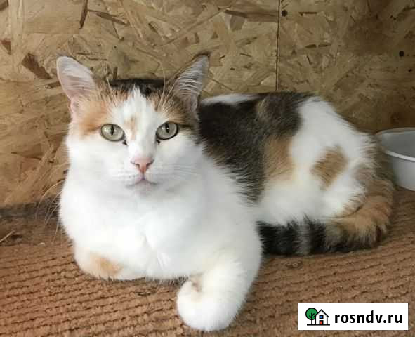 Кошечка трехцветка на счастье,отказница Севастополь - изображение 1