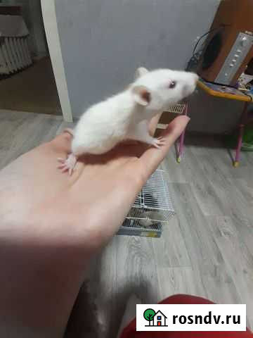 Крысятакрысы Астрахань - изображение 1