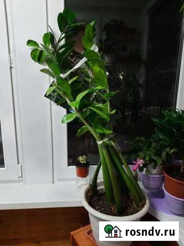 Комнатные растения Владимир - изображение 1