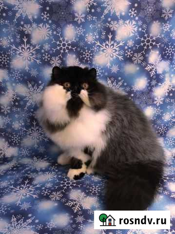 Персидский котик Новосибирск - изображение 1