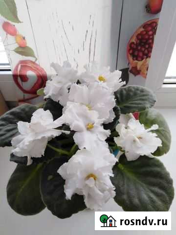 Фиалки белые. Цветущие Нижний Тагил - изображение 1