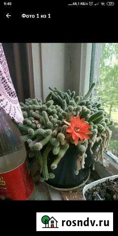 Продам деток кактуса Кузино - изображение 1