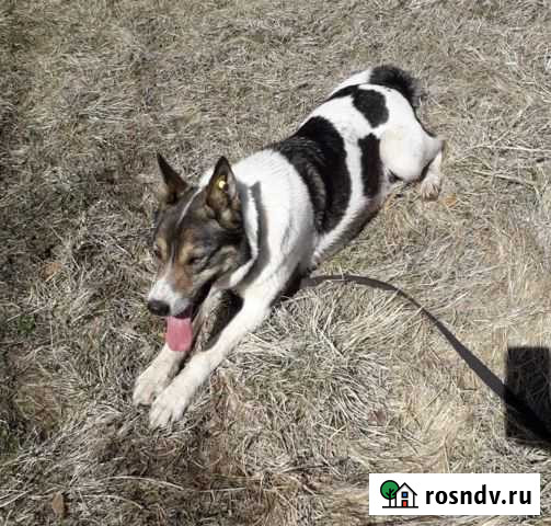 Собака девочка бесплатно Екатеринбург - изображение 1