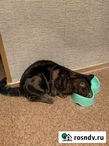 Шотландский кот Энгельс - изображение 1