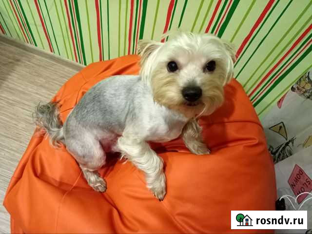 Йоркширский терьер Серов - изображение 1