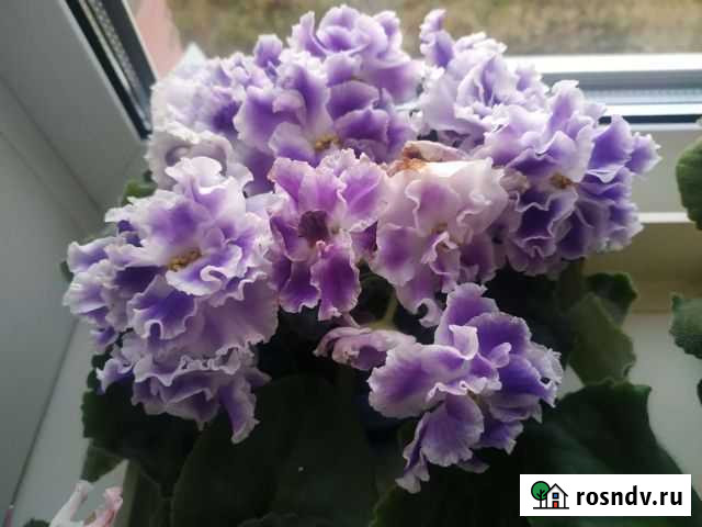 Фиалка Сафоново - изображение 1