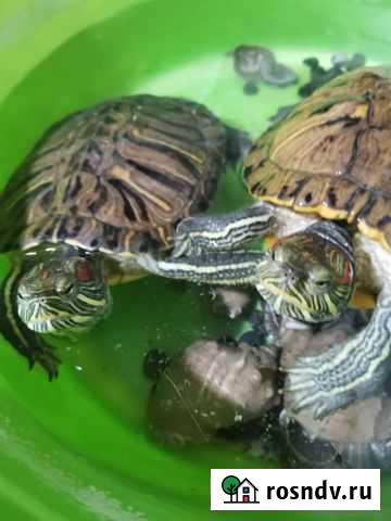 Красноухая черепаха бесплатно Семилуки - изображение 1