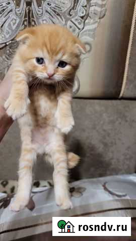 Милые пушистые комочки к новому году Сызрань - изображение 1