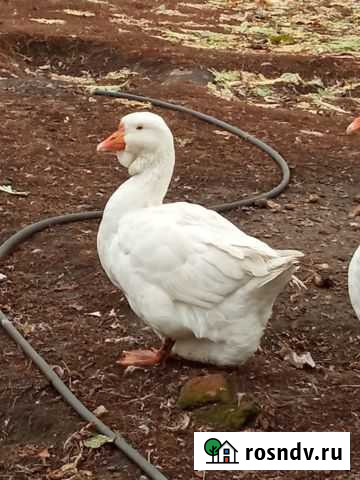 Гуси на племя Балашов - изображение 1