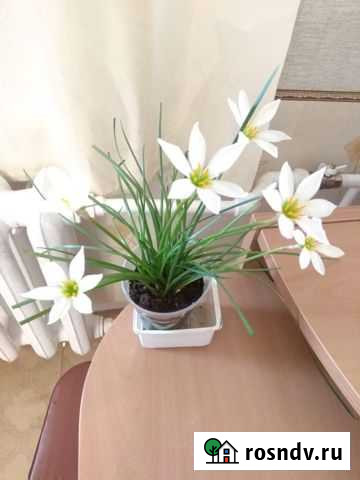 Белоснежный цветок  Выскочка Обнинск - изображение 1