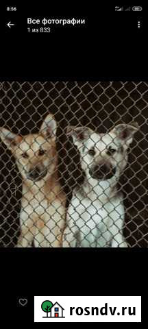 Собачки ищут дом Улан-Удэ - изображение 1