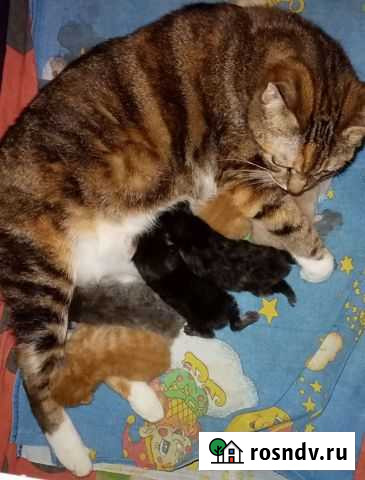 Курильский бобтейл Барнаул - изображение 1