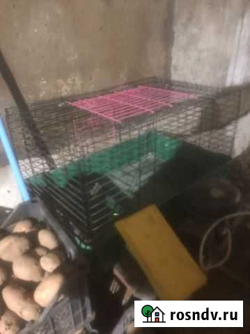 Клетки Печора - изображение 1