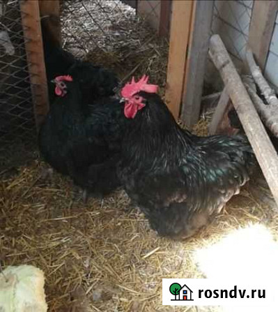 Петухи породы орпингтон Казань - изображение 1