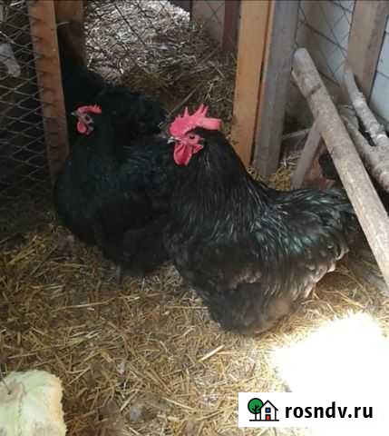 Петухи породы орпингтон Казань - изображение 1