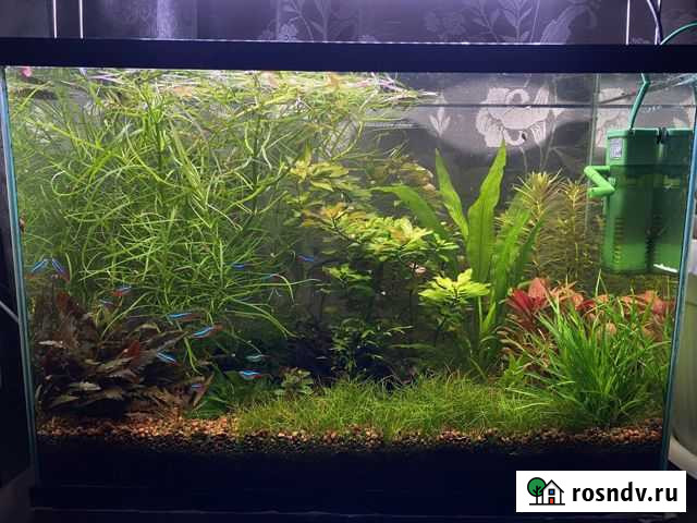 Аквариумные растения Сергиев Посад - изображение 1