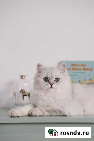 Шотландские котята серебристая шиншилла Уфа - изображение 1