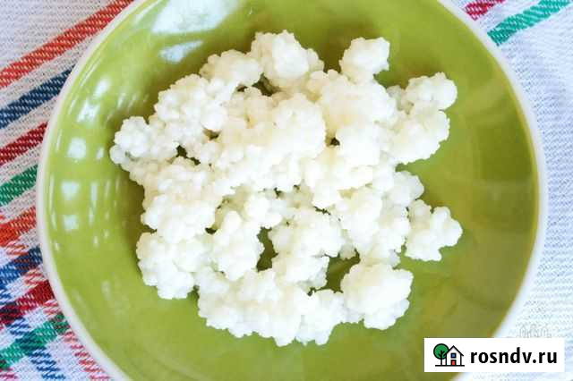 Тибетский молочный гриб Иркутск - изображение 1