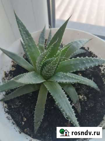 Алоэ Набережные Челны - изображение 1