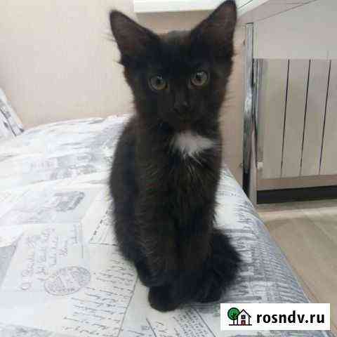Кошечка Чебоксары