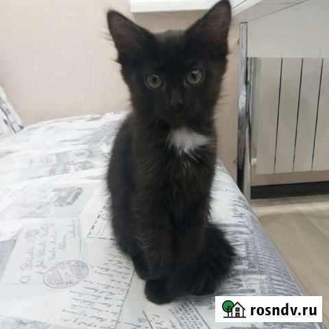 Кошечка Чебоксары - изображение 1
