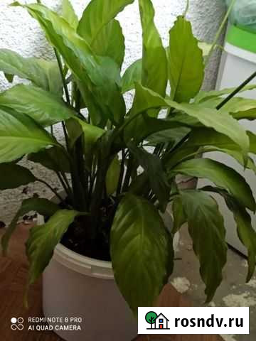 Спатифиллум Балашиха - изображение 1