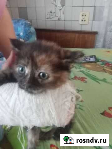 Кошка Киселевск - изображение 1