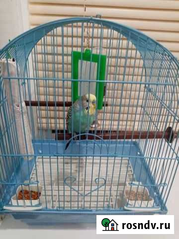 Попугай с клеткой Белогорск - изображение 1